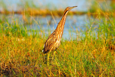 San Bernard NWR 10-26-08 0207.JPG