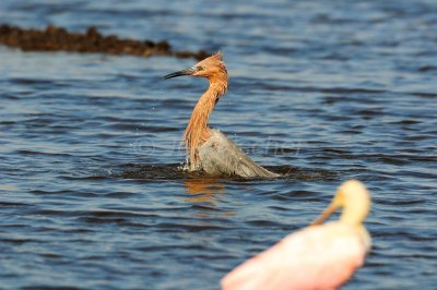 Brazoria NWR 10-19-08 0059.JPG