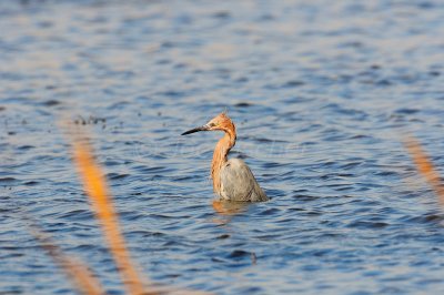 Brazoria NWR 10-19-08 0064.JPG