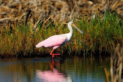 Brazoria NWR 10-19-08 0033.JPG