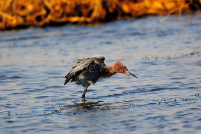 Brazoria NWR 10-19-08 0075.JPG