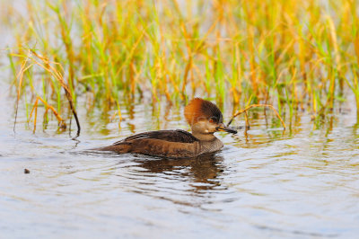San Bernard NWR 11-22-08 0112