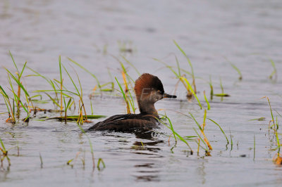 San Bernard NWR 11-22-08 0128