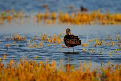 Laguna Atascosa NWR 11-25-08 0082