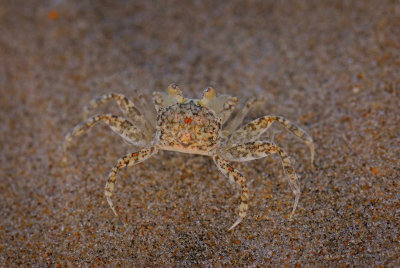 Crabs and other Sea Life