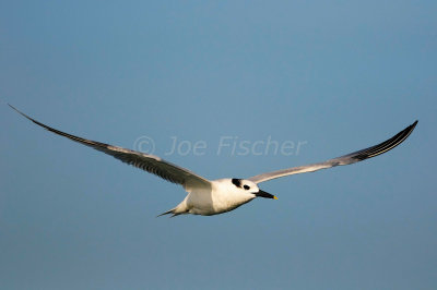 South Padre Island 11-26-08 0196