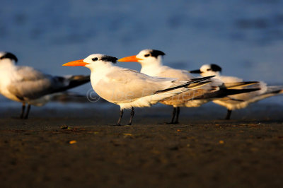 South Padre Island 11-28-08 0514