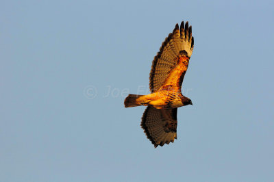 Santa Anna NWR 11-28-08 0573