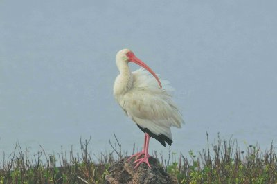 Matagorda County 01-02-09 0070