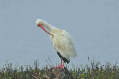 Matagorda County 01-02-09 0072