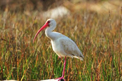 Matagorda County 01-02-09 0163
