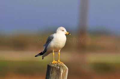 Matagorda County 01-02-09 0145