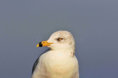 Matagorda County 01-02-09 0148