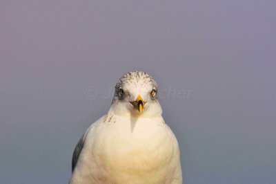 Matagorda County 01-02-09 0152