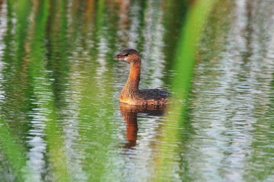San Bernard NWR 01-02-09 0412
