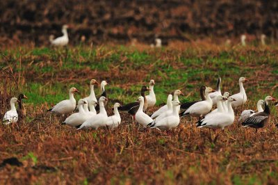 Matagorda County 01-02-09 0257