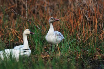 San Bernard NWR 01-02-09 0371