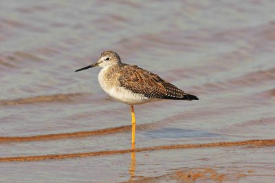 Matagorda County 01-02-09 0228