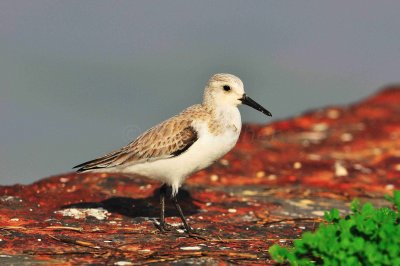 Matagorda County 01-02-09 0312