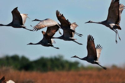 Attwater NWR 01-11-09 364