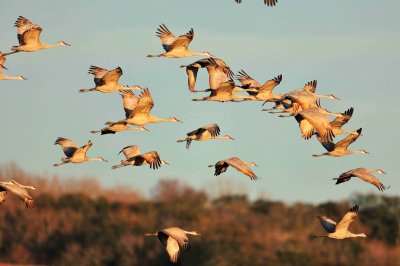 Attwater NWR 01-11-09 448