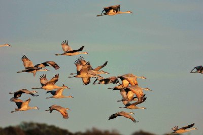 Attwater NWR 01-11-09 450