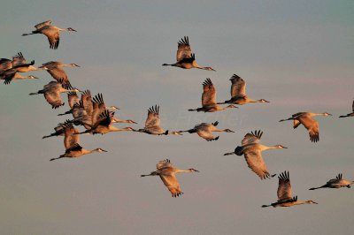 Attwater NWR 01-11-09 455