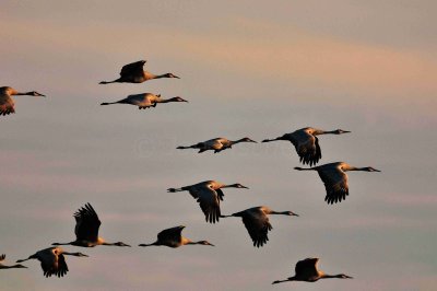 Attwater NWR 01-11-09 464