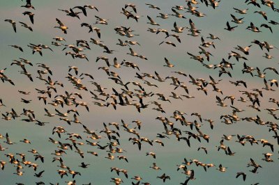 Attwater NWR 01-11-09 481