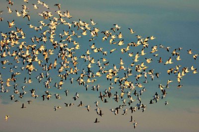 Attwater NWR 01-11-09 486