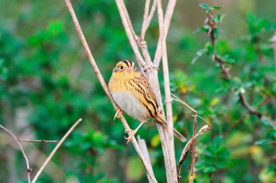Attwater NWR 01-11-09 176