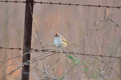 Attwater NWR 01-11-09 141