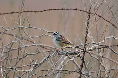 Attwater NWR 01-11-09 150