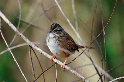 Attwater NWR 01-11-09 316