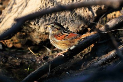 Attwater NWR 01-11-09 440