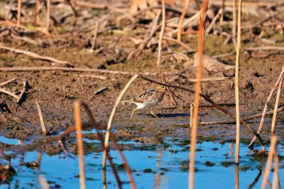 Attwater NWR 01-11-09 401