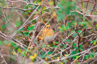 Attwater NWR 01-11-09 182