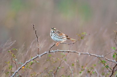 Attwater NWR 01-11-09 052