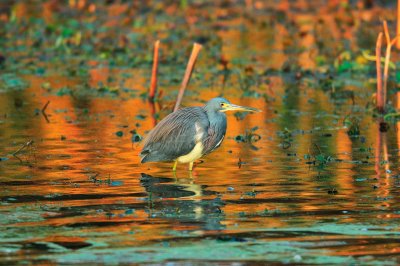 Brazos Bend SP  01-16-09 0064