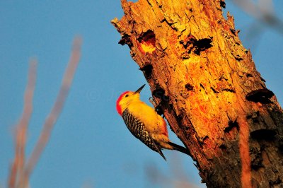 Brazos Bend SP  01-16-09 0145