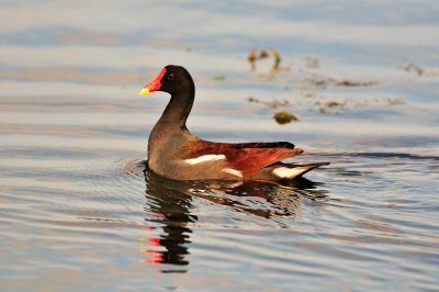 Brazos Bend SP 01-23-09 0174