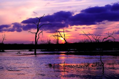 Brazos Bend SP 01-23-09 0324
