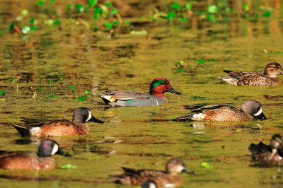 Brazos Bend SP 01-30-09 0128