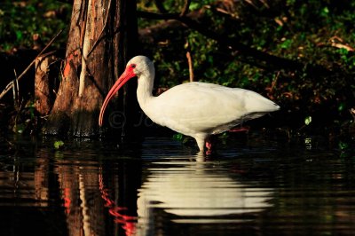 Brazos Bend SP 01-30-09 0405