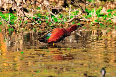 Brazos Bend SP 01-30-09 0156