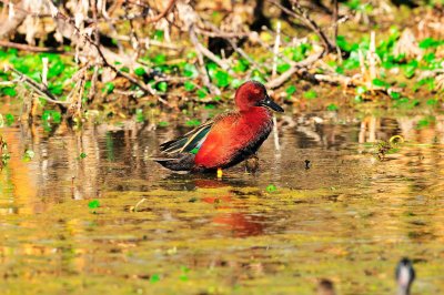 Brazos Bend SP 01-30-09 0154