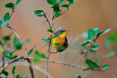 Brazos Bend SP 02-06-09 0021