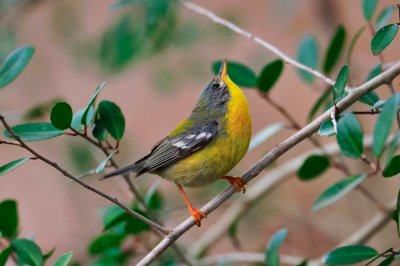 Brazos Bend SP 02-06-09 0050