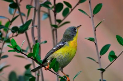 Brazos Bend SP 02-06-09 0051