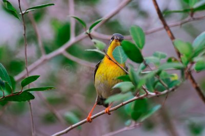 Brazos Bend SP 02-06-09 0056